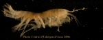 Amphipoda
