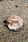 Aequipecten opercularis