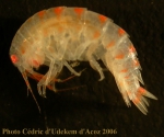 Amphipoda