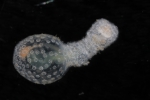 Holothuroidea (sea cucumbers)