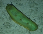 Echinodermata
