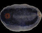Echinodermata