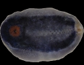 Holothuroidea (sea cucumbers)