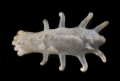 Holothuroidea (sea cucumbers)