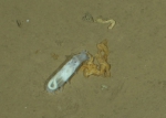 Echinodermata