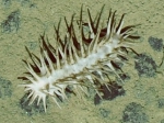 Holothuroidea (sea cucumbers)