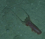 Peniagone longipapillata