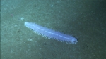 Holothuroidea (sea cucumbers)