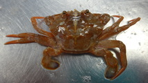 Blauwpootzwemkrab - Liocarcinus depurator, author: De Cursisten