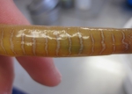 Syngnathiformes