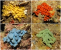 Plakina kanaky