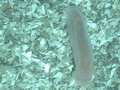 Holothuroidea (sea cucumbers)