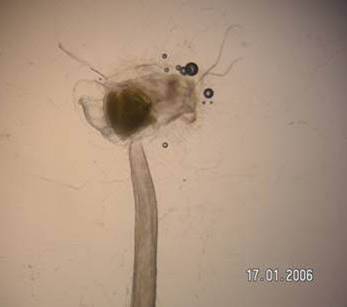 Oikopleura Oikopleura