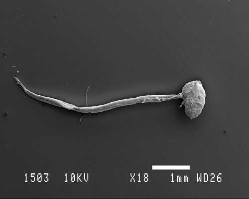 Oikopleura Scanning electron microscopy Oikopleura Scanning electron microscopy