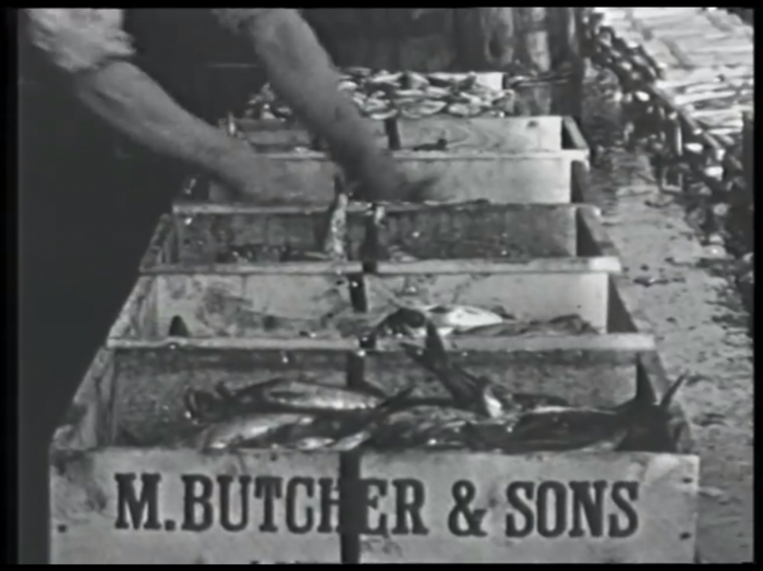 Plymouth's herring fleet (1920's)