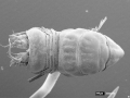 Aspidarachna clypeata