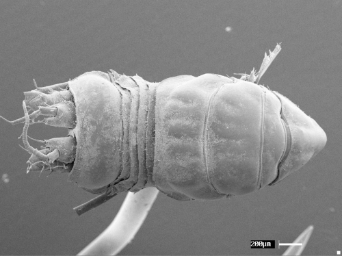 Aspidarachna clypeata Aspidarachna clypeata