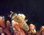 Isopoda