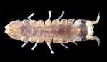 Isopoda