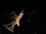 Isopoda