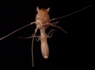 Munnopsis sp