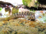 Parablennius incognitus (male), author: Pillon, Roberto