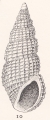Phosinella pura (Gould, 1861), author: Faber, Marien