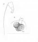 Timm 1894 Thaumaleus germanicus