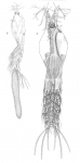 Timm 1894 Thaumaleus germanicus body