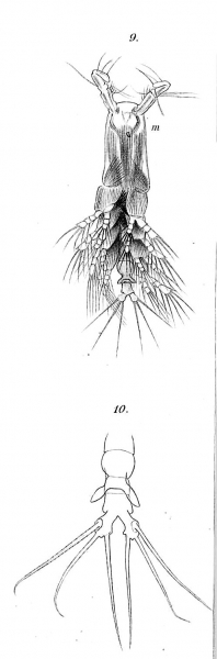 Timm 1894 Thaumaleus thompsonii Timm 1894 Thaumaleus thompsonii