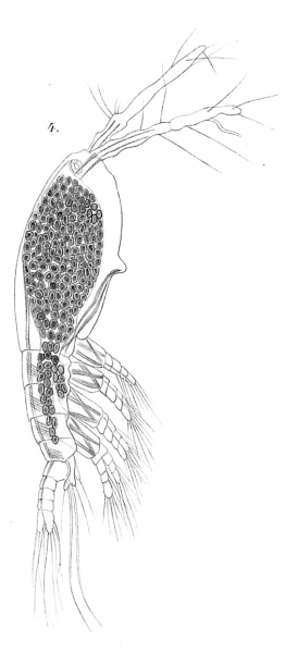 Timm 1894 Monstilla grandis Timm 1894 Monstilla grandis