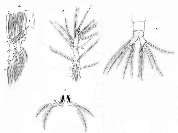 Timm 1894 Monstilla helgolandica details Timm 1894 Monstilla helgolandica details