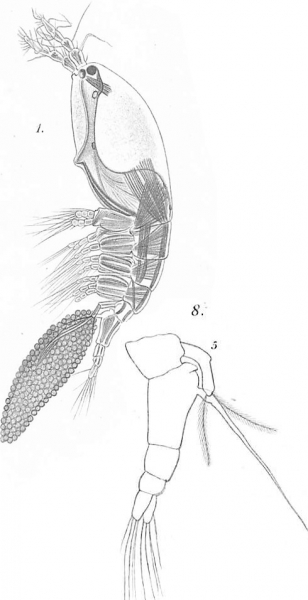 Timm 1894 Monstilla helgolandica Timm 1894 Monstilla helgolandica