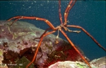 Chelicerata (sea spiders & mites)