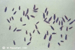 Gondogeneia antarctica at the ice 