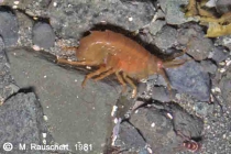 Bovallia gigantea in the shallow water.