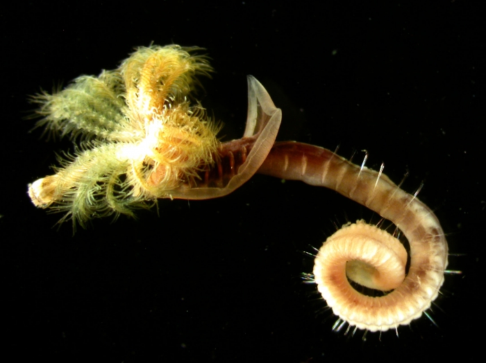 Live Ficopomatus enigmaticus from Whitianga estuary, New Zealand