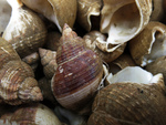 Whelk shells