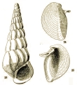 Stiva ferruginea Hedley, 1904, author: Faber, Marien