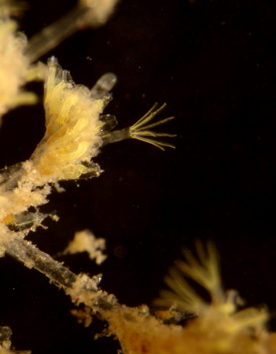 Bowerbankia citrina, NW Iberian Peninsula