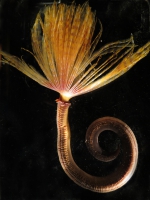 Sabella spallanzanii collected Wellington Harbour, New Zealand