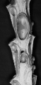 Jubella enucleata, NE Atlantic, lectotype, author: Reverter Gil, Oscar