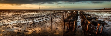 Oyster beds, author: Chris Conway