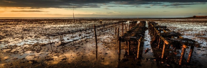 Oyster beds