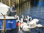Ferryman feeding the swans