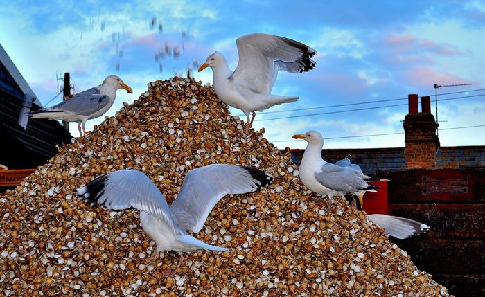 Shell Gulls