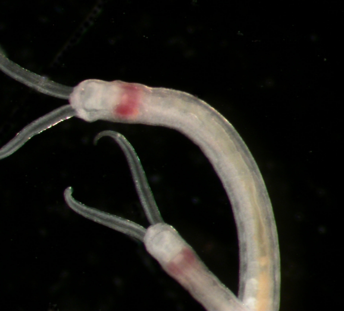 Live Protodrilus haurakiensis from Island Bay, Wellington NZ subtidal gravel