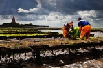 Oystermen tending their oysters at low tide in St. Vaast la Hougue, which is situated in the cradle of Normandy's oyster industry