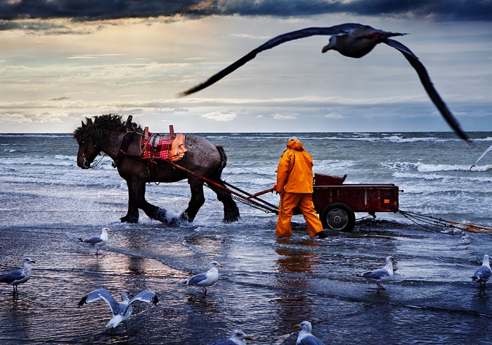 The horseback shrimp fishermen of Oostduinkerke, Belgium
