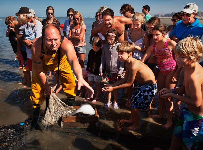 Xavier Vanbillemont, one of the twelve remaining horseback shrimp fishermen of Oostduinkerke, Belgium, unloading the morning's catch on the beach, to the fascination of onlookers